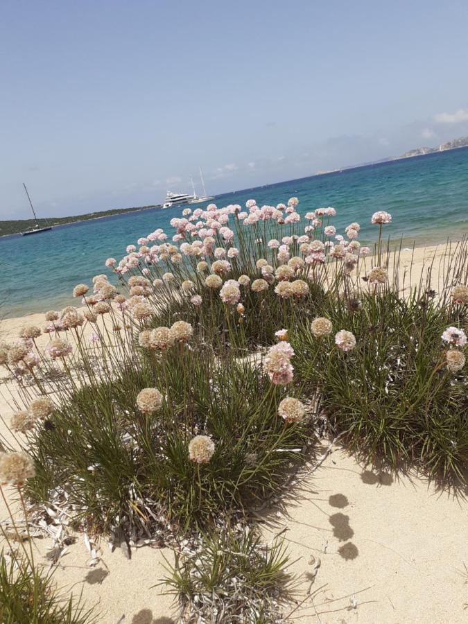 Gli Olivastri Con Piscina,Solarium, Vista Mare ,Sole -Mare E Tanta Natura ,Climatizzatore,Wifi 阿列恩图 外观 照片
