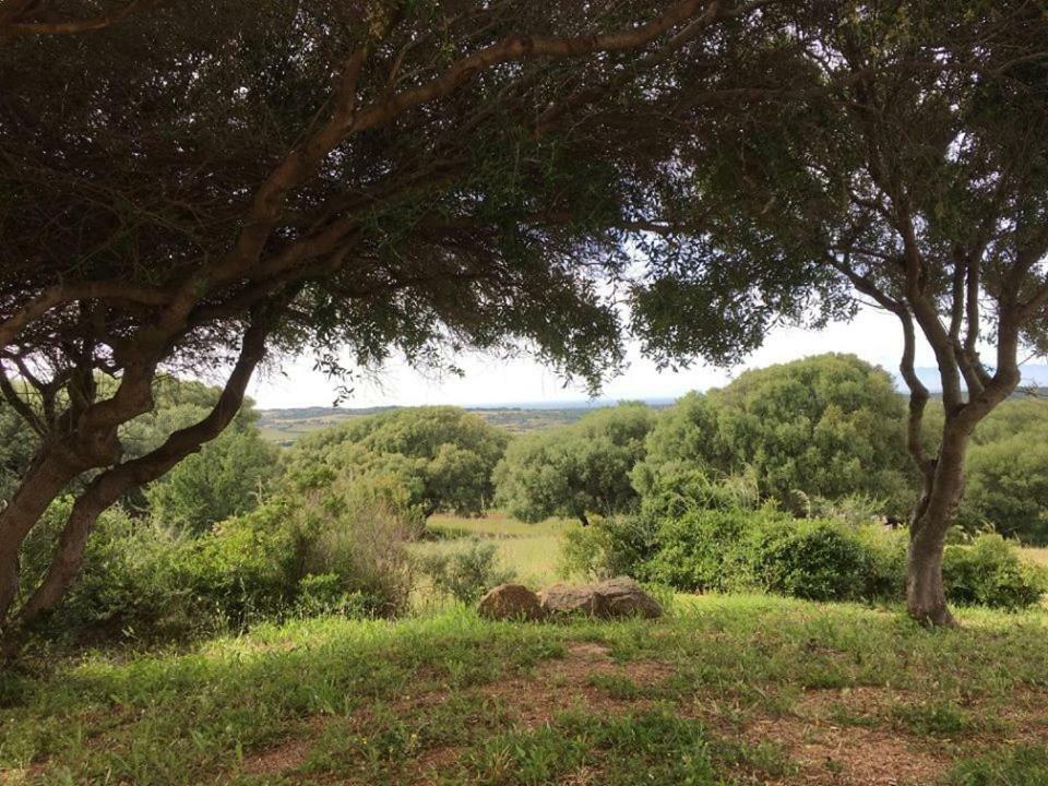 Gli Olivastri Con Piscina,Solarium, Vista Mare ,Sole -Mare E Tanta Natura ,Climatizzatore,Wifi 阿列恩图 外观 照片